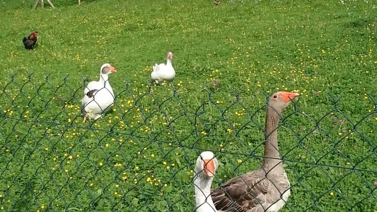 Ferme Familiale Chez Lili Villa Alex Екстериор снимка